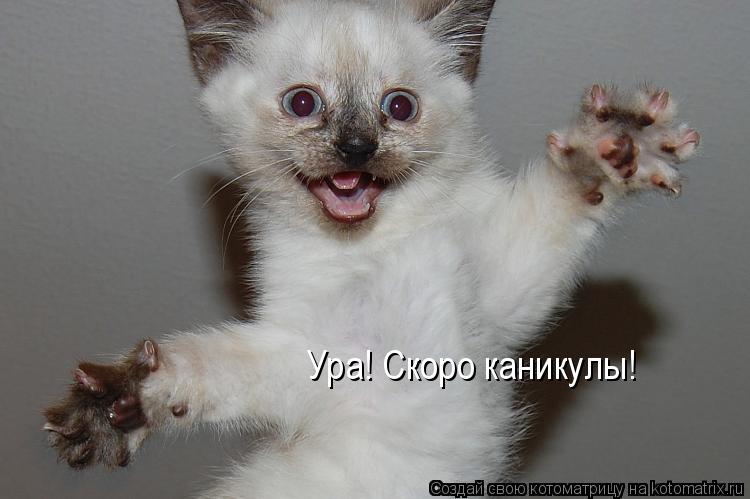 Ура! Скоро каникулы!... Котоматрица: Ура! Скоро каникулы!