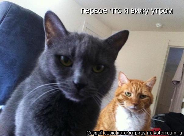 первое что я вижу утром... Котоматрица: первое что я вижу утром