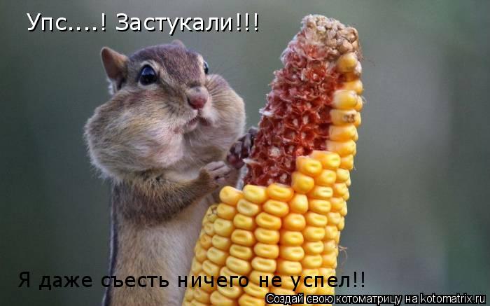Упс....! Застукали!!! Я даже съесть ничего не успел!!... Котоматрица: Упс....! Застукали!!! Я даже съесть ничего не успел!!