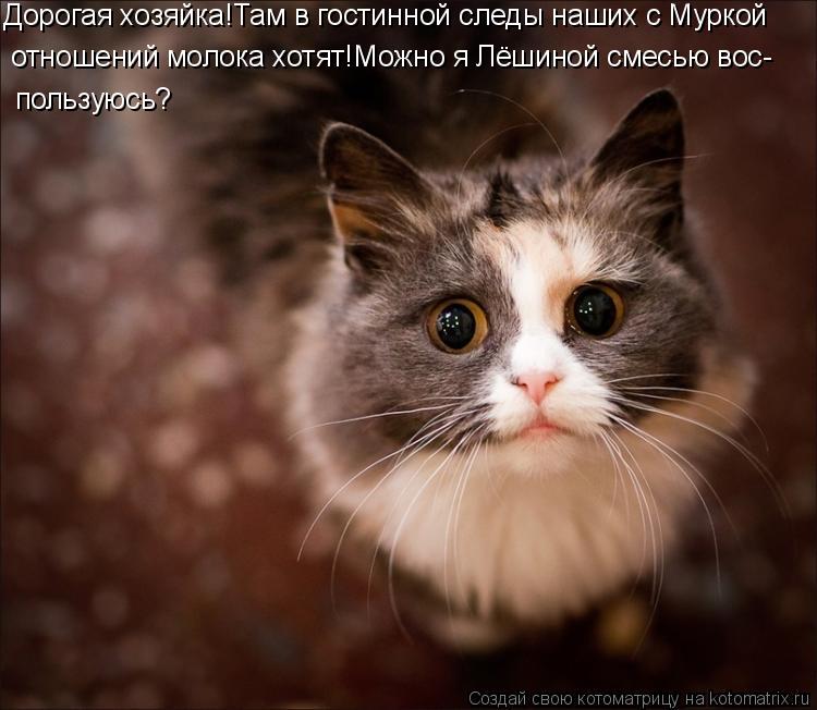 Дорогая хозяйка!Там в гостинной следы наших с Муркой отношений молока хотят!Можно я Лёшиной смесью в... Котоматрица: Дорогая хозяйка!Там в гостинной следы наших с Муркой отношений молока хотят!Можно я Лёшиной смесью вос- пользуюсь?