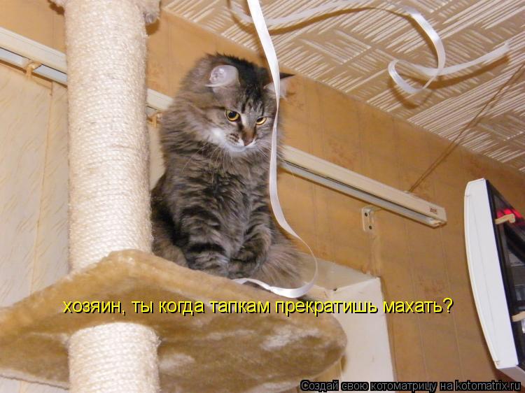 хозяин, ты когда тапкам прекратишь махать?... Котоматрица: хозяин, ты когда тапкам прекратишь махать?