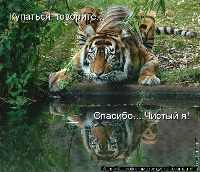 Купаться, говорите... Спасибо... Чистый я!... Котоматрица: Купаться, говорите... Спасибо... Чистый я!