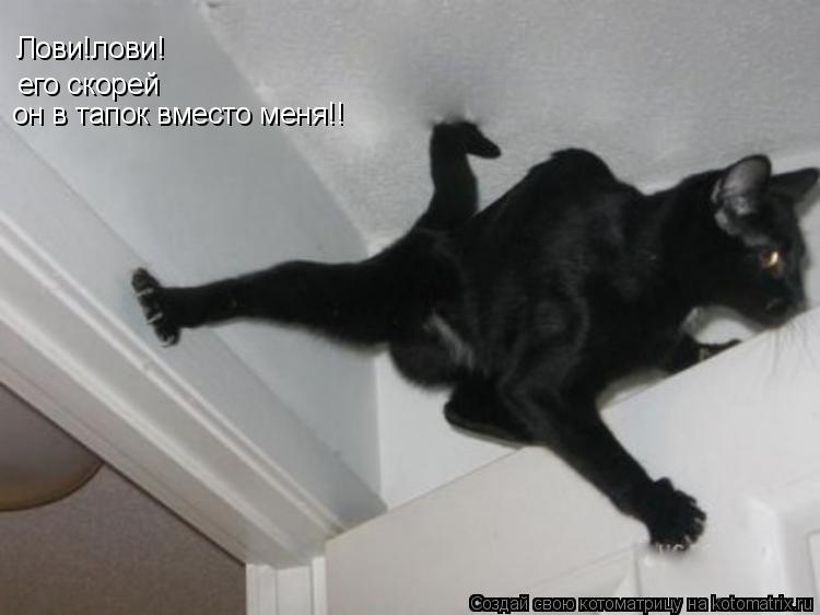 Лови!лови! его скорей он в тапок вместо меня!!... Котоматрица: Лови!лови! его скорей он в тапок вместо меня!!