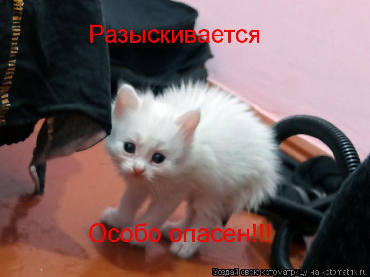 Особо опасен!!! Разыскивается... Котоматрица: Особо опасен!!! Разыскивается
