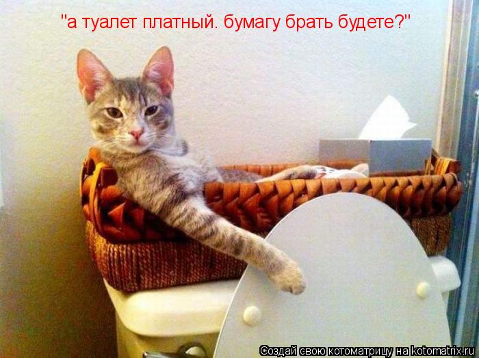 "а туалет платный. бумагу брать будете?"... Котоматрица: "а туалет платный. бумагу брать будете?"