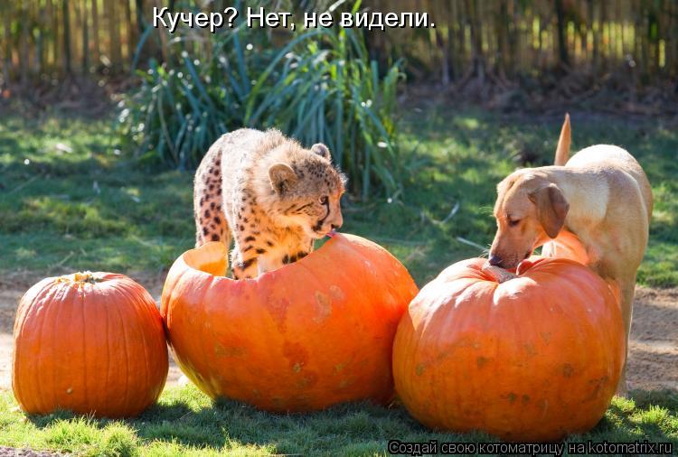 Кучер? Нет, не видели.... Котоматрица: Кучер? Нет, не видели.
