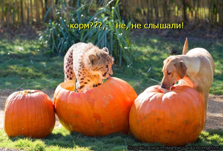 корм???, не, не слышали!... Котоматрица: корм???, не, не слышали!