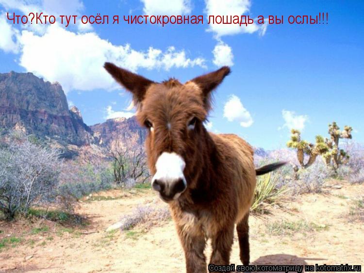 Что?Кто тут осёл я чистокровная лошадь а вы ослы!!!... Котоматрица: Что?Кто тут осёл я чистокровная лошадь а вы ослы!!!