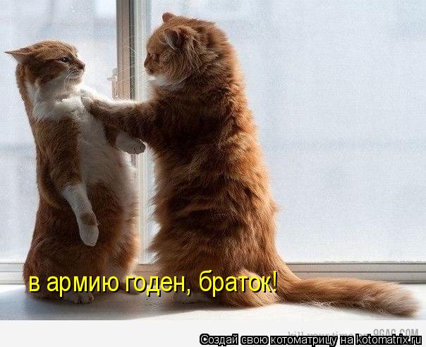 в армию годен, браток!... Котоматрица: в армию годен, браток!