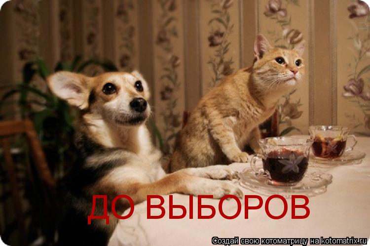 ДО ВЫБОРОВ... Котоматрица: ДО ВЫБОРОВ