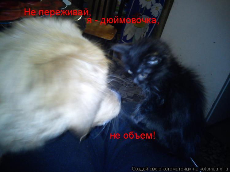 Не переживай, я - дюймовочка, не объем!... Котоматрица: Не переживай, я - дюймовочка, не объем!