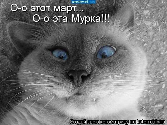 О-о этот март... О-о эта Мурка!!!... Котоматрица: О-о этот март... О-о эта Мурка!!!
