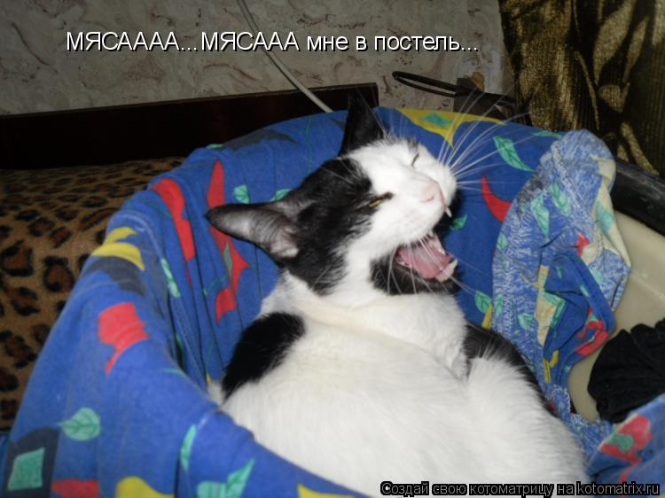 МЯСАААА...МЯСААА мне в постель...... Котоматрица: МЯСАААА...МЯСААА мне в постель...