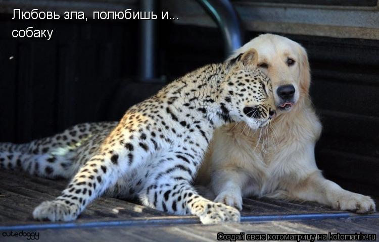 Любовь зла, полюбишь и... собаку... Котоматрица: Любовь зла, полюбишь и... собаку
