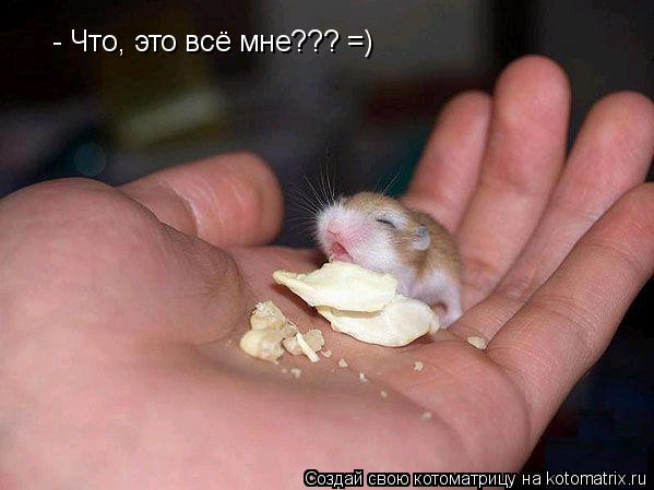 - Что, это всё мне??? =)... Котоматрица: - Что, это всё мне??? =)
