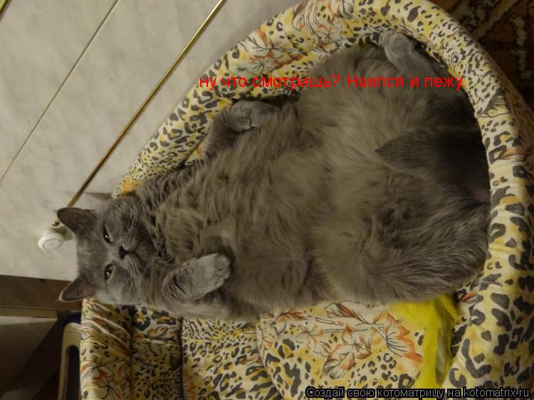 ну что смотришь? Наелся и лежу.... Котоматрица: ну что смотришь? Наелся и лежу.