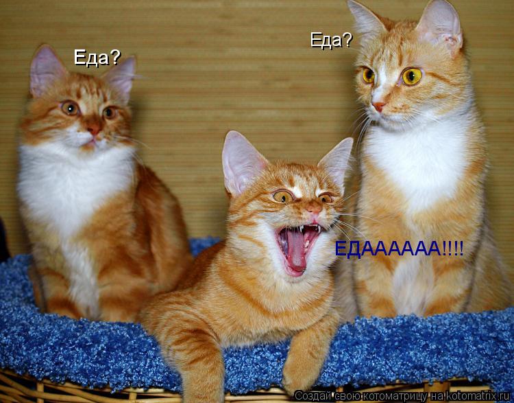 Еда? Еда? ЕДАААААА!!!!... Котоматрица: Еда? Еда? ЕДАААААА!!!!