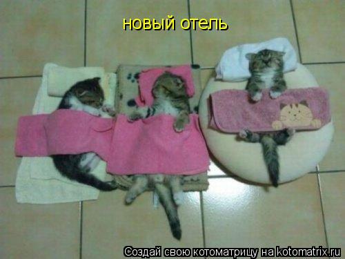 новый отель... Котоматрица: новый отель
