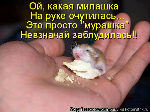 Ой, какая милашка На руке очутилась... Это просто "мурашка" Невзначай заблудилась!!... Котоматрица: Ой, какая милашка На руке очутилась... Это просто "мурашка" Невзначай заблудилась!!