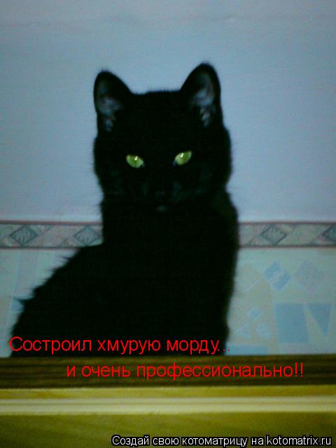 Состроил хмурую морду... и очень профессионально!!... Котоматрица: Состроил хмурую морду... и очень профессионально!!