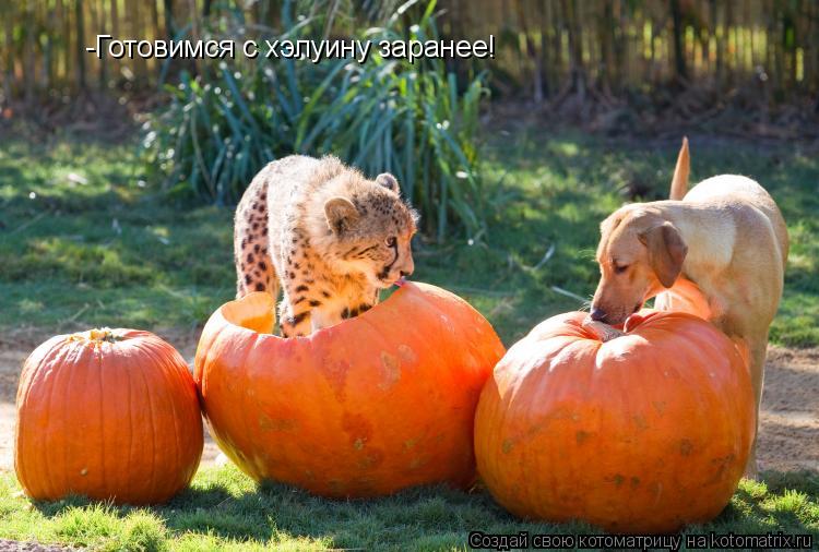 -Готовимся с хэлуину заранее!... Котоматрица: -Готовимся с хэлуину заранее!