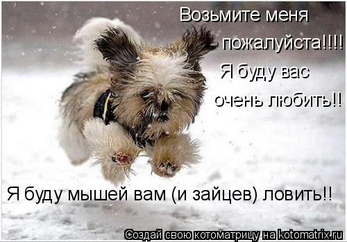Возьмите меня пожалуйста!!!! Я буду вас очень любить!! Я буду мышей вам (и зайцев) ловить!!... Котоматрица: Возьмите меня пожалуйста!!!! Я буду вас очень любить!! Я буду мышей вам (и зайцев) ловить!!