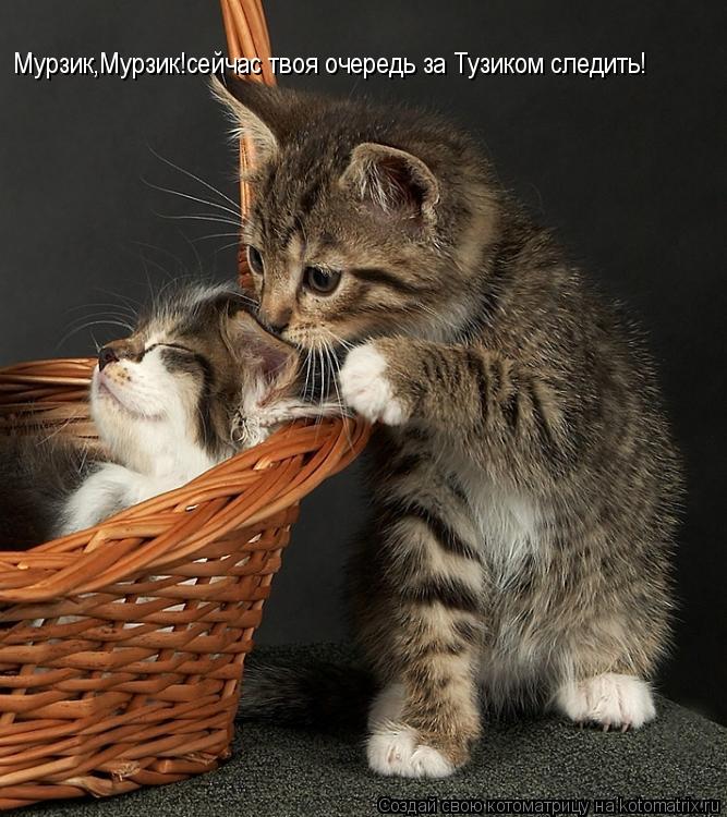Мурзик,Мурзик!сейчас твоя очередь за Тузиком следить!... Котоматрица: Мурзик,Мурзик!сейчас твоя очередь за Тузиком следить!