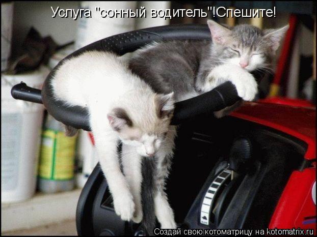 Услуга "сонный водитель"!Спешите!... Котоматрица: Услуга "сонный водитель"!Спешите!