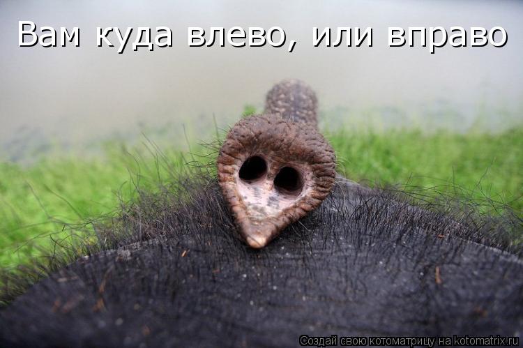 Вам куда влево, или вправо... Котоматрица: Вам куда влево, или вправо