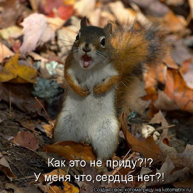Как это не приду?!? У меня что,сердца нет?!... Котоматрица: Как это не приду?!? У меня что,сердца нет?!