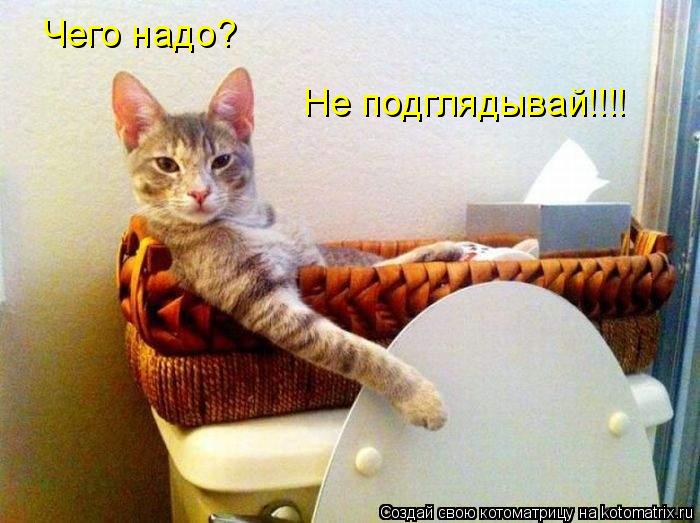 Не подглядывай!!!! Чего надо?... Котоматрица: Не подглядывай!!!! Чего надо?