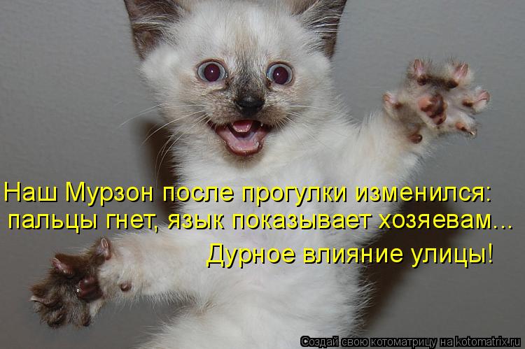 Котоматрица: пальцы гнет, язык показывает хозяевам... Наш Мурзон после прогулки изменился: Дурное влияние улицы!