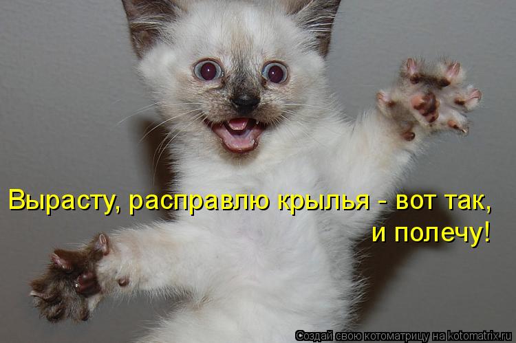 Вырасту, расправлю крылья - вот так, и полечу!... Котоматрица: Вырасту, расправлю крылья - вот так, и полечу!