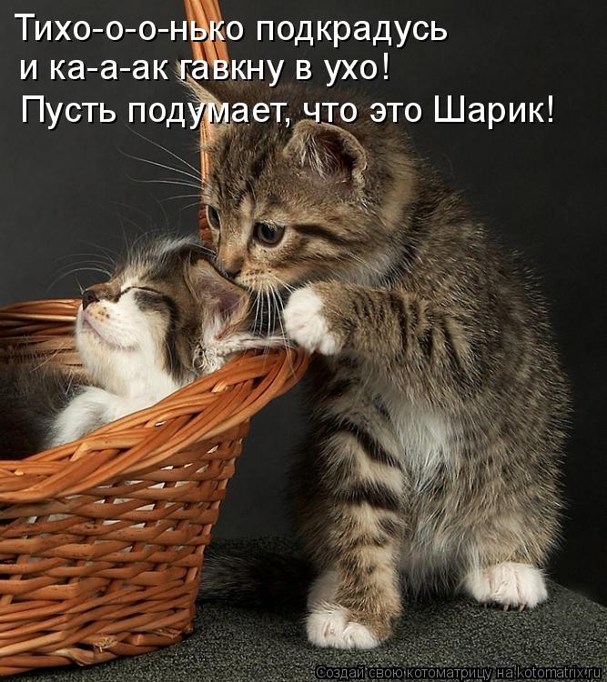 Котоматрица: Тихо-о-о-нько подкрадусь и ка-а-ак гавкну в ухо! Пусть подумает, что это Шарик!