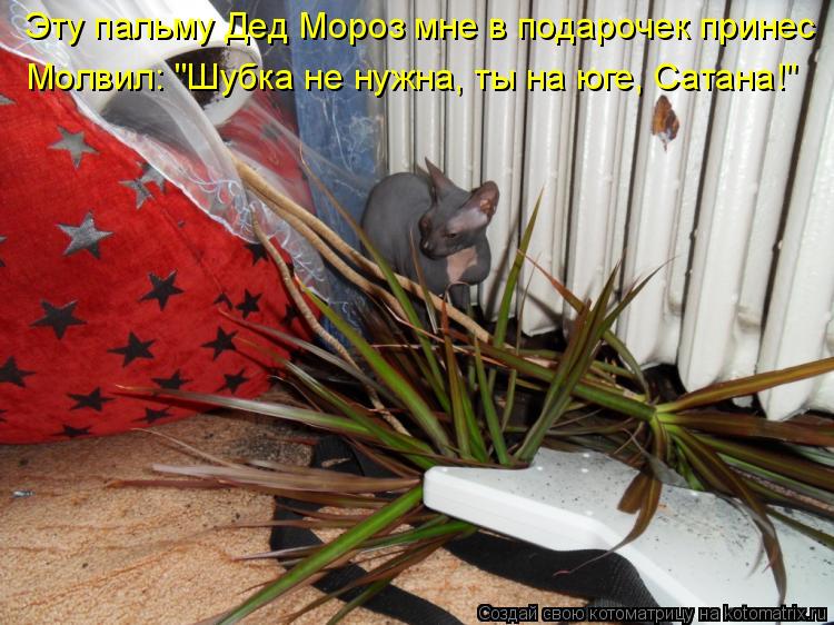 Котоматрица: Эту пальму Дед Мороз мне в подарочек принес Молвил: "Шубка не нужна, ты на юге, Сатана!"