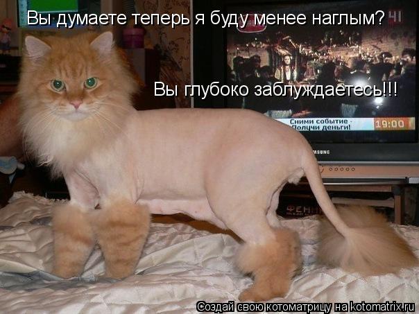 Котоматрица: Вы думаете теперь я буду менее наглым? Вы глубоко заблуждаетесь!!!