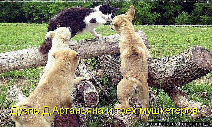 Котоматрица: Дуэль Д,Артаньяна и трех мушкетеров