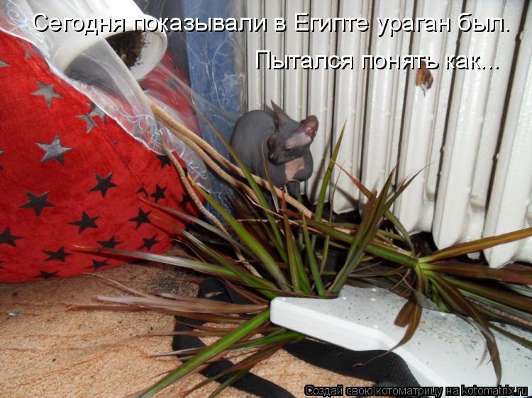 Сегодня показывали в Египте ураган был. Пытался понять как...... Котоматрица: Сегодня показывали в Египте ураган был. Пытался понять как...