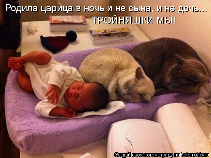 Котоматрица: Родила царица в ночь и не сына, и не дочь... ТРОЙНЯШКИ МЫ!