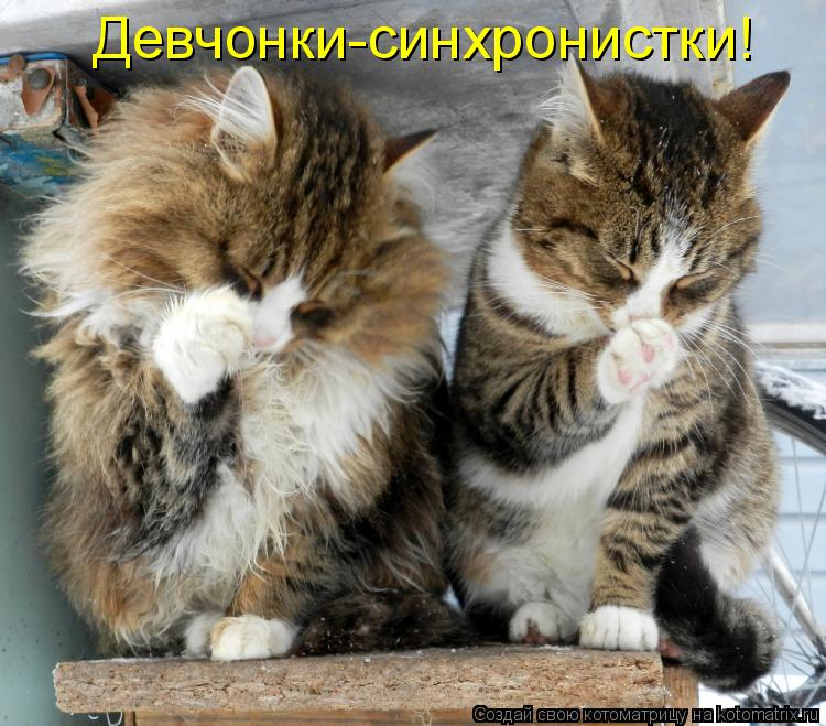 Котоматрица: Девчонки-синхронистки!