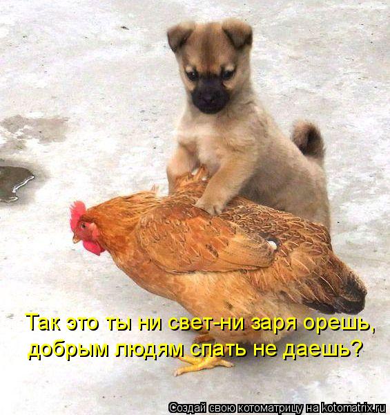 Котоматрица: Так это ты ни свет-ни заря орешь, добрым людям спать не даешь?