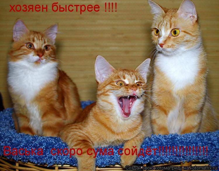Котоматрица: хозяен быстрее !!!! Васька  скоро сума сойдёт!!!!!!!!!!!!!!!