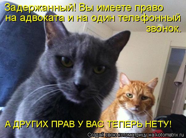 Котоматрица: Задержанный! Вы имеете право на адвоката и на один телефонный звонок. А ДРУГИХ ПРАВ У ВАС ТЕПЕРЬ НЕТУ!