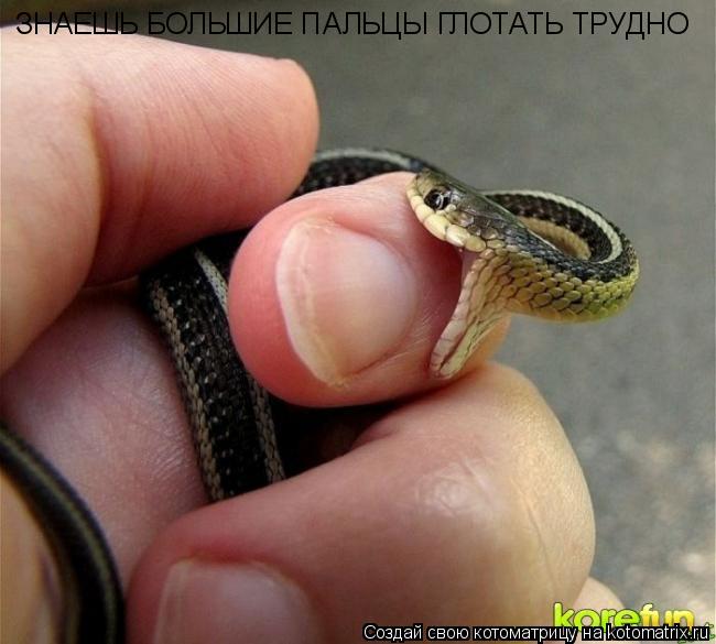 Котоматрица: ЗНАЕШЬ БОЛЬШИЕ ПАЛЬЦЫ ГЛОТАТЬ ТРУДНО