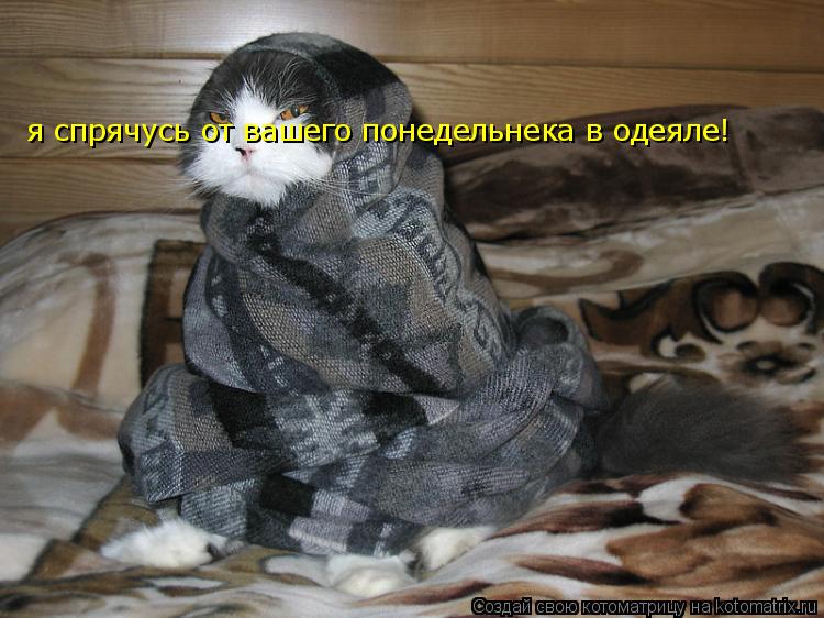 Котоматрица: я спрячусь от вашего понедельнека в одеяле!