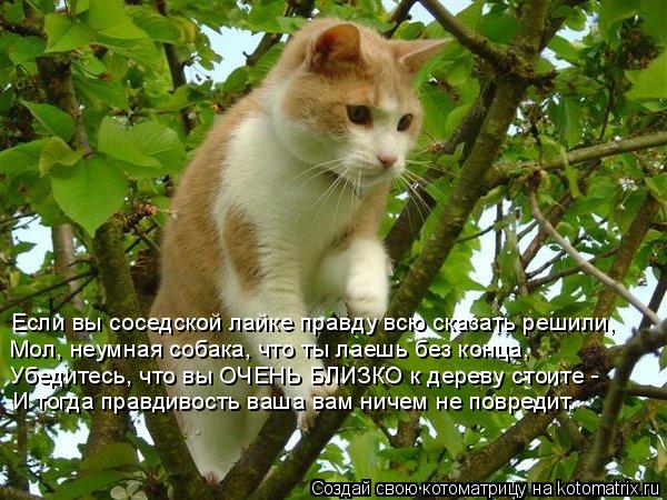 Если вы соседской лайке правду всю сказать решили, Мол, неумная собака, что ты лаешь без конца, Убеди... Котоматрица: Если вы соседской лайке правду всю сказать решили, Мол, неумная собака, что ты лаешь без конца, Убедитесь, что вы ОЧЕНЬ БЛИЗКО к дереву стоит
