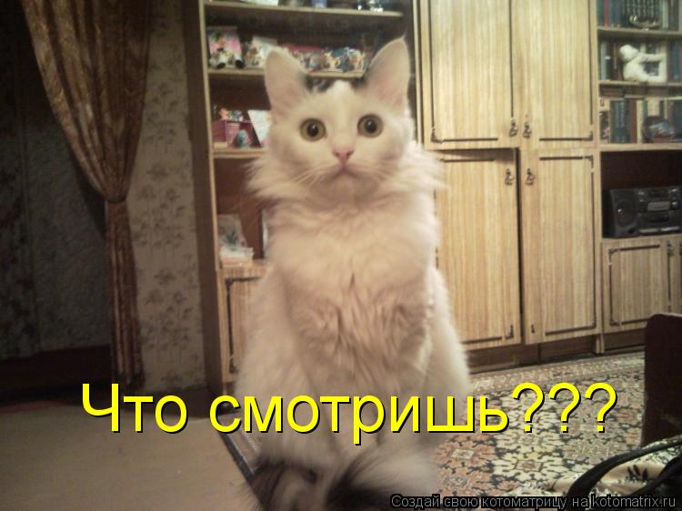 Что смотришь???... Котоматрица: Что смотришь???