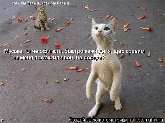 на меня похож..или вон..на соседа? хоть бы белый..хоть бы белый Муська,ты че офигела..быстро кажи дит... Котоматрица: на меня похож..или вон..на соседа? хоть бы белый..хоть бы белый Муська,ты че офигела..быстро кажи дитя, щас сравим