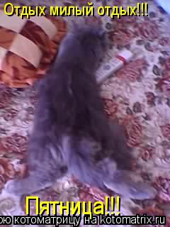 Отдых милый отдых!!! Пятница!!!... Котоматрица: Отдых милый отдых!!! Пятница!!!