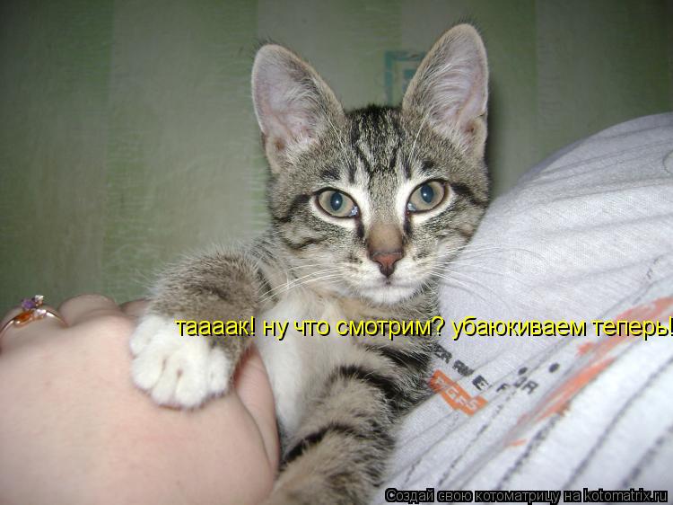 таааак! ну что смотрим? убаюкиваем теперь!... Котоматрица: таааак! ну что смотрим? убаюкиваем теперь!